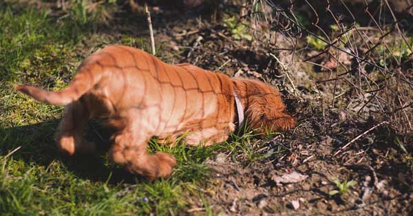 Evitar que mi perro se escape de casa