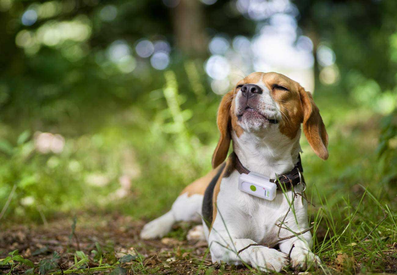 GPS Para Perros